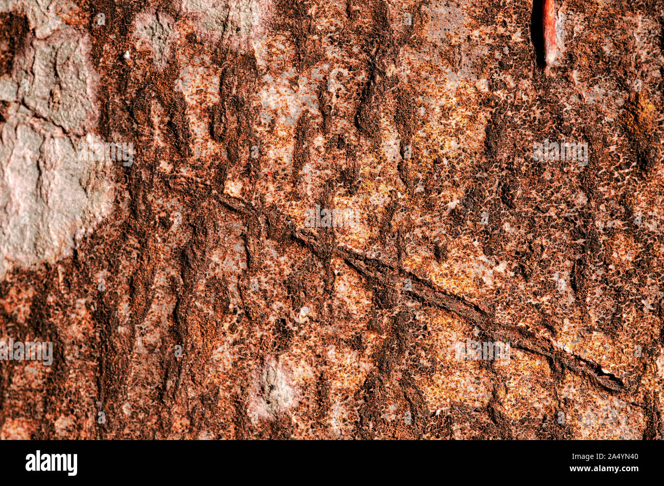 Horizontal version of a beech tree bark close up with scars, cracks, and all its specific surface details. natural light in brown tones Stock Photo