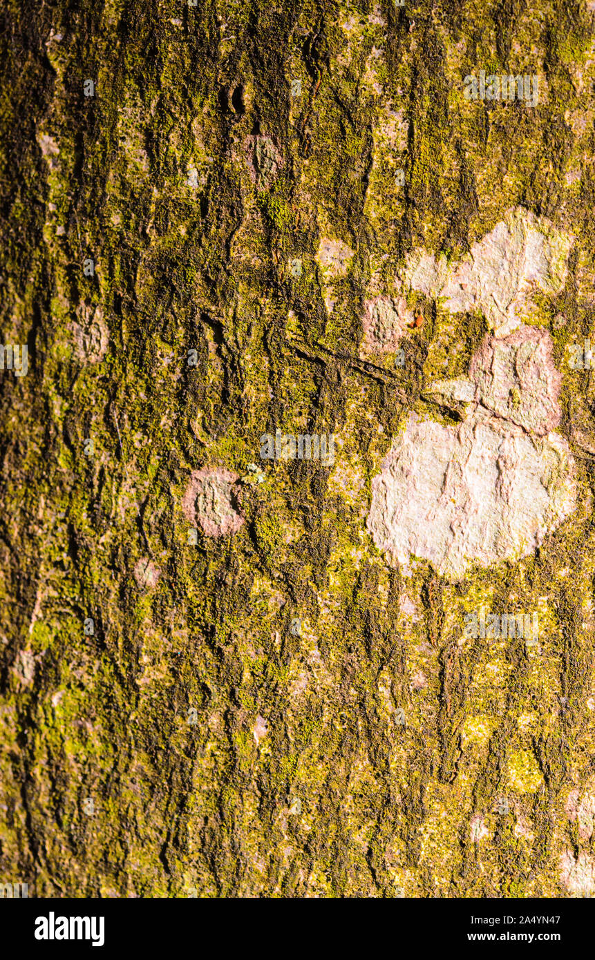 Vertical version of a beech tree bark close up with scars, cracks, and all its specific surface details. natural light in green tones Stock Photo