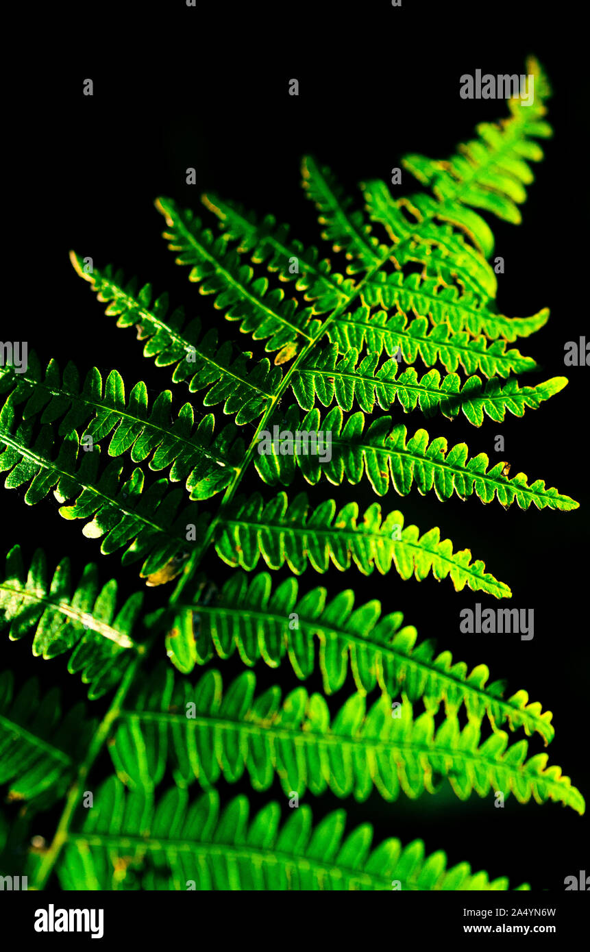 one fern bracken leaf frond alone in the forest on black background in the sunlight Stock Photo