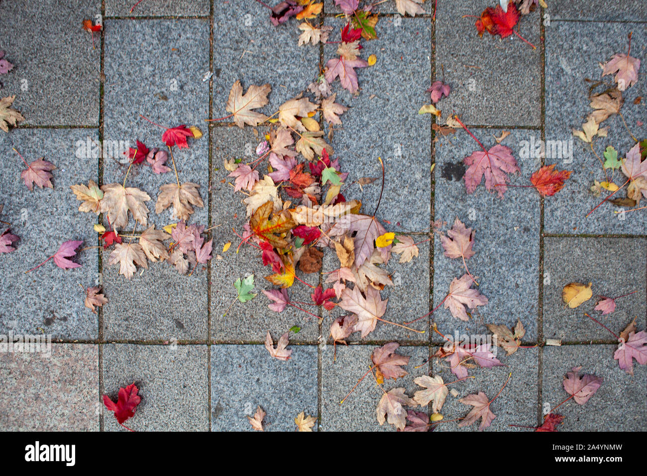 Fallen leaves of a hybrid Freeman's Maple (Acer x freemanii) Stock Photo