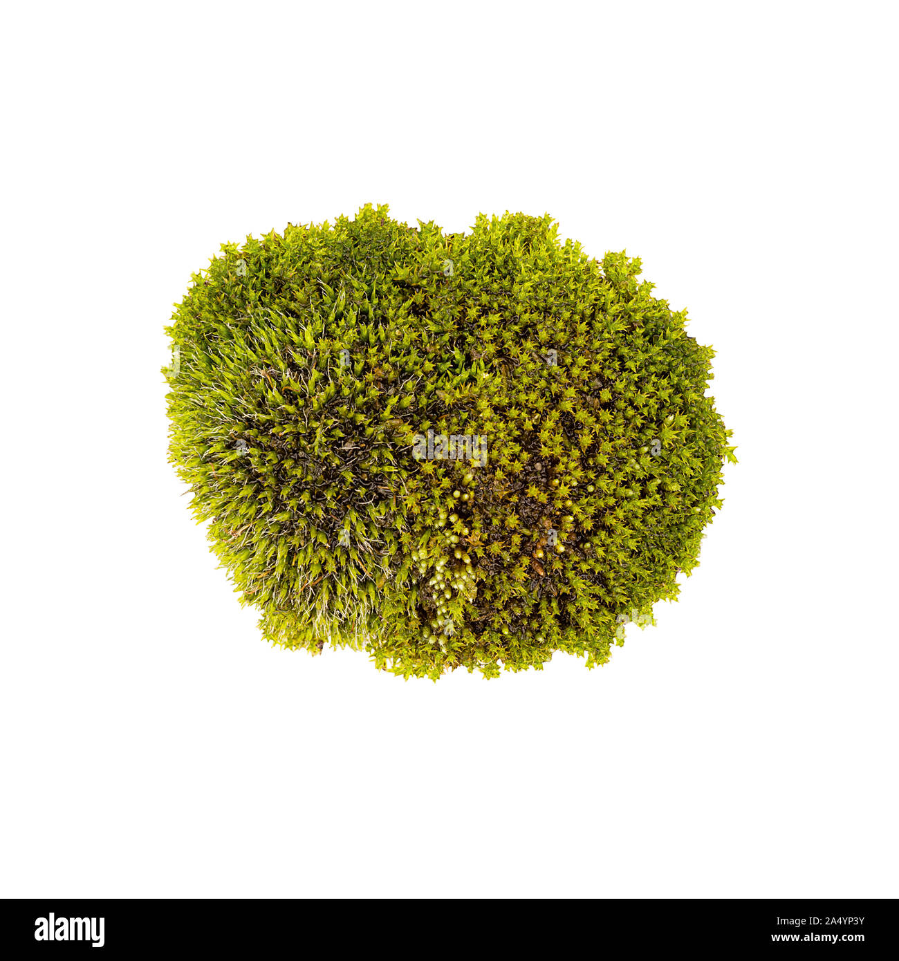 Tussock green moss isolated top view. Silvergreen bryum moss Stock Photo