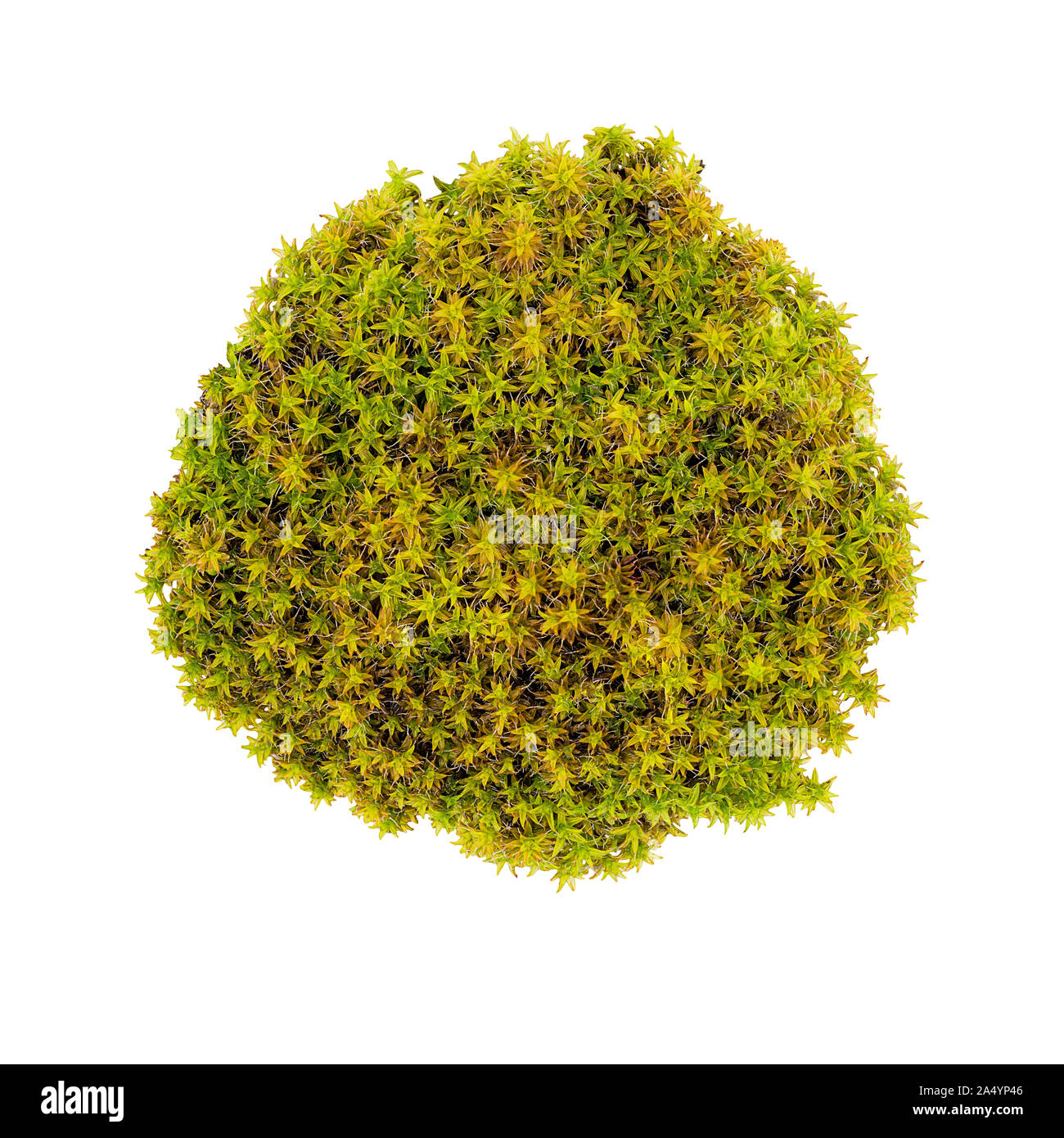 Tussock green moss isolated top view. Silvergreen bryum moss Stock Photo