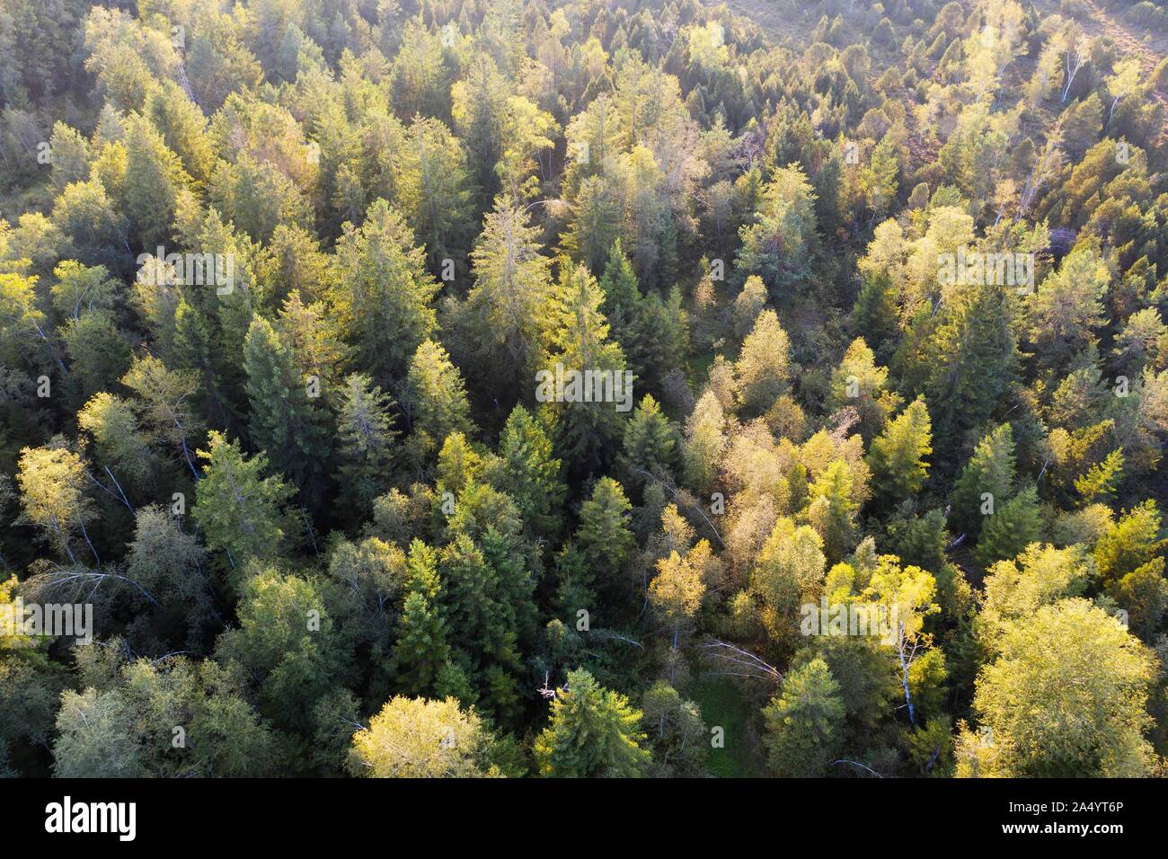 Mixed forest, near Konigsdorf, aerial view, Tolzer Land, Upper Bavaria, Bavaria, Germany Stock Photo