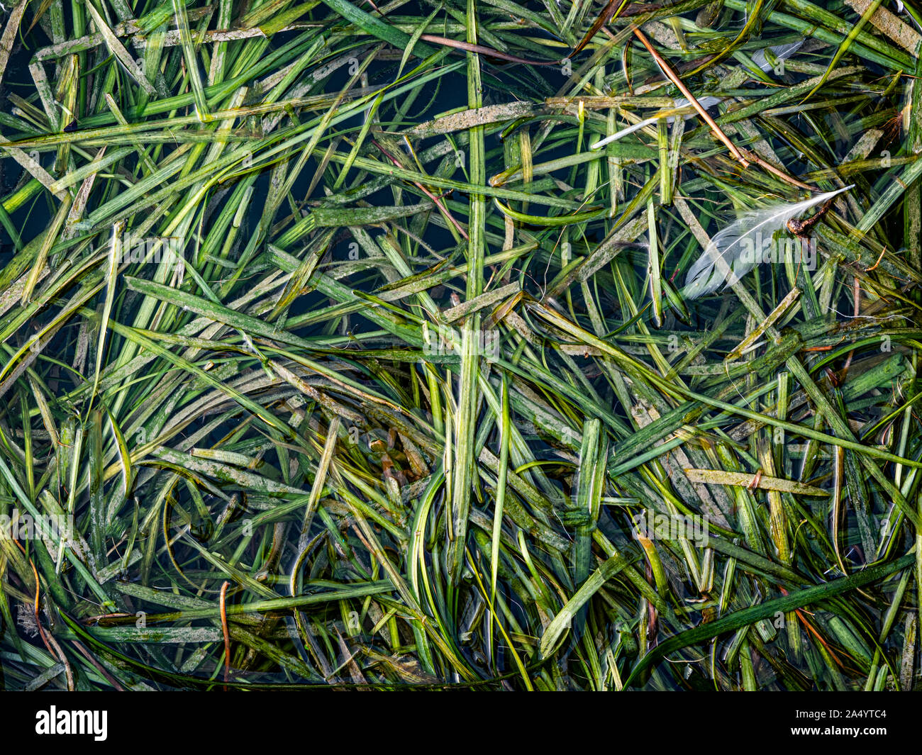 Seaweeds leaves floating on the water of a lake Stock Photo