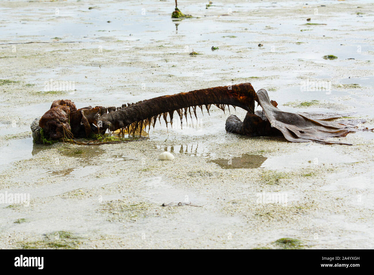 A piece of furbelow seaweed (Saccorhiza polyschides) washed up on the beach Stock Photo