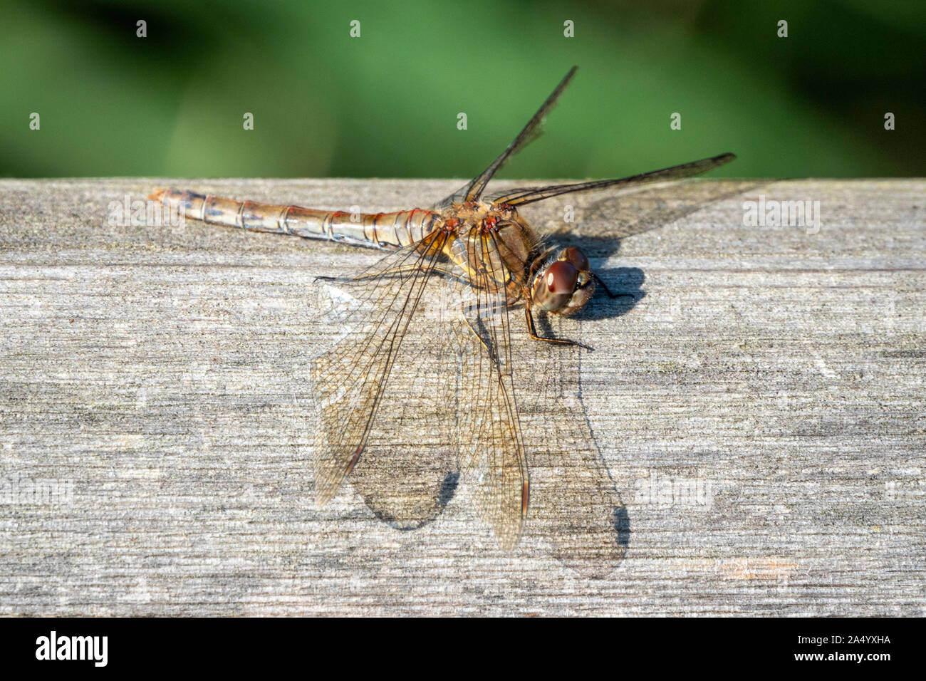 Single dragonfly settled on a weathered wooden plank Stock Photo