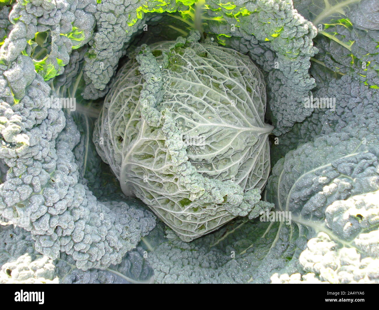 Cabbage head plant hires stock photography and images Alamy