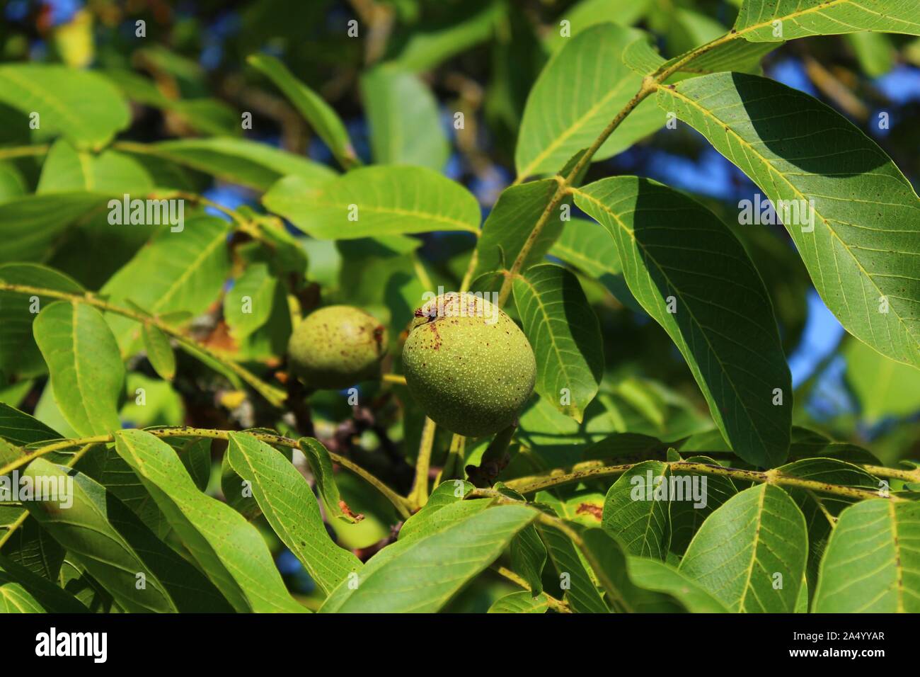 The picture shows walnuts on the walnut tree. Stock Photo