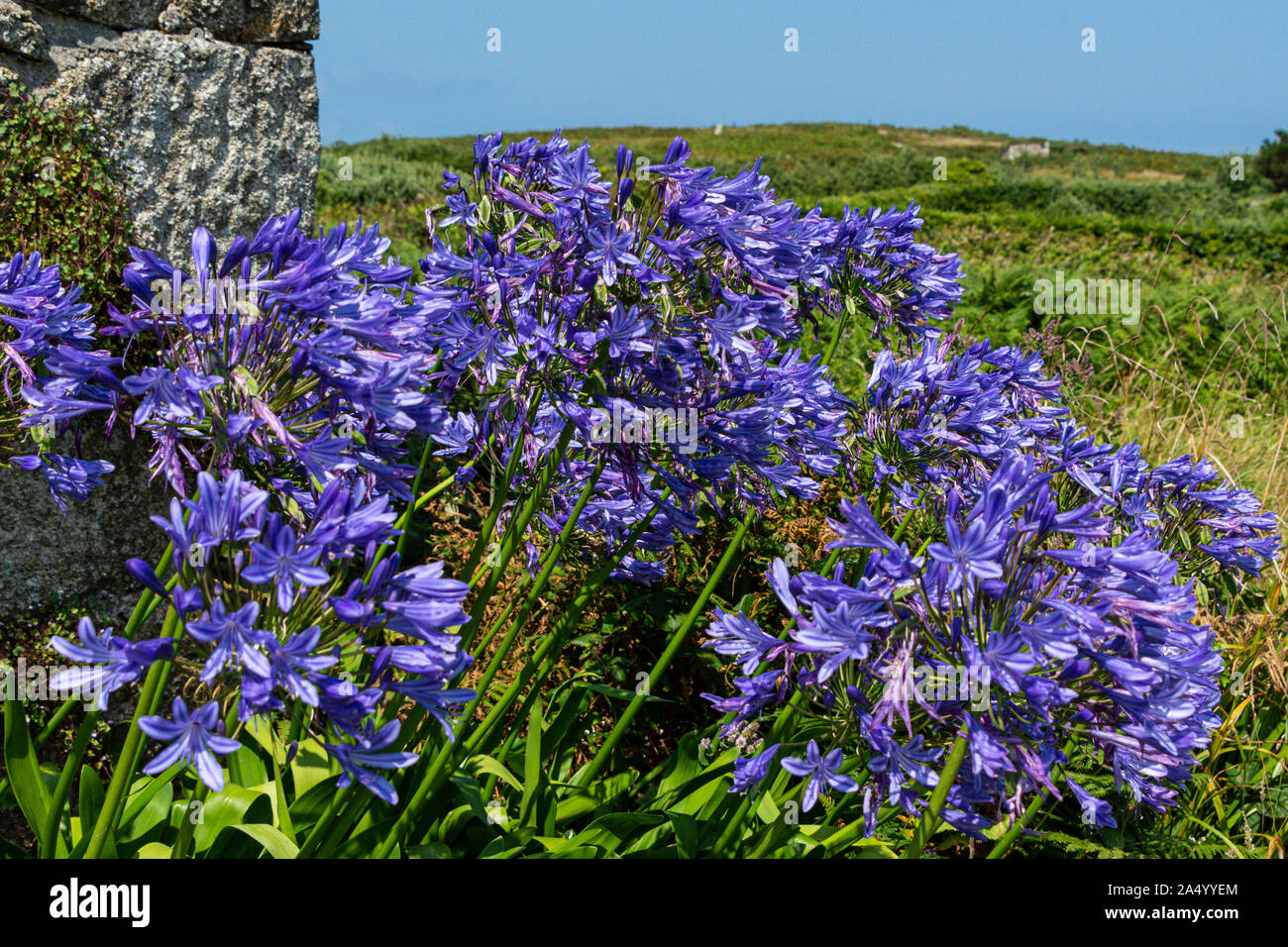 Flowers plants on scilly isles hires stock photography and images Alamy