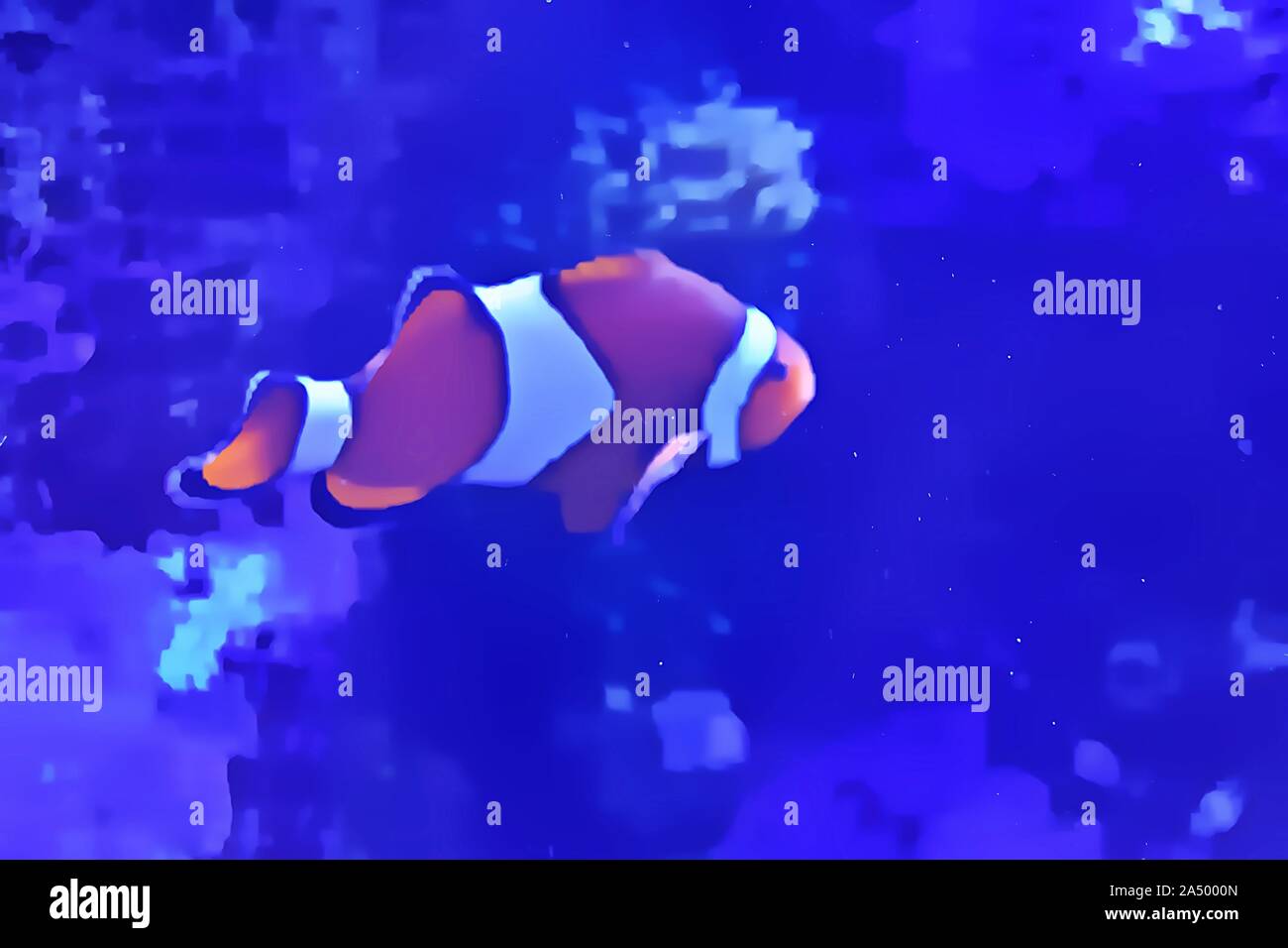 Clown fish swimming hires stock photography and images Alamy