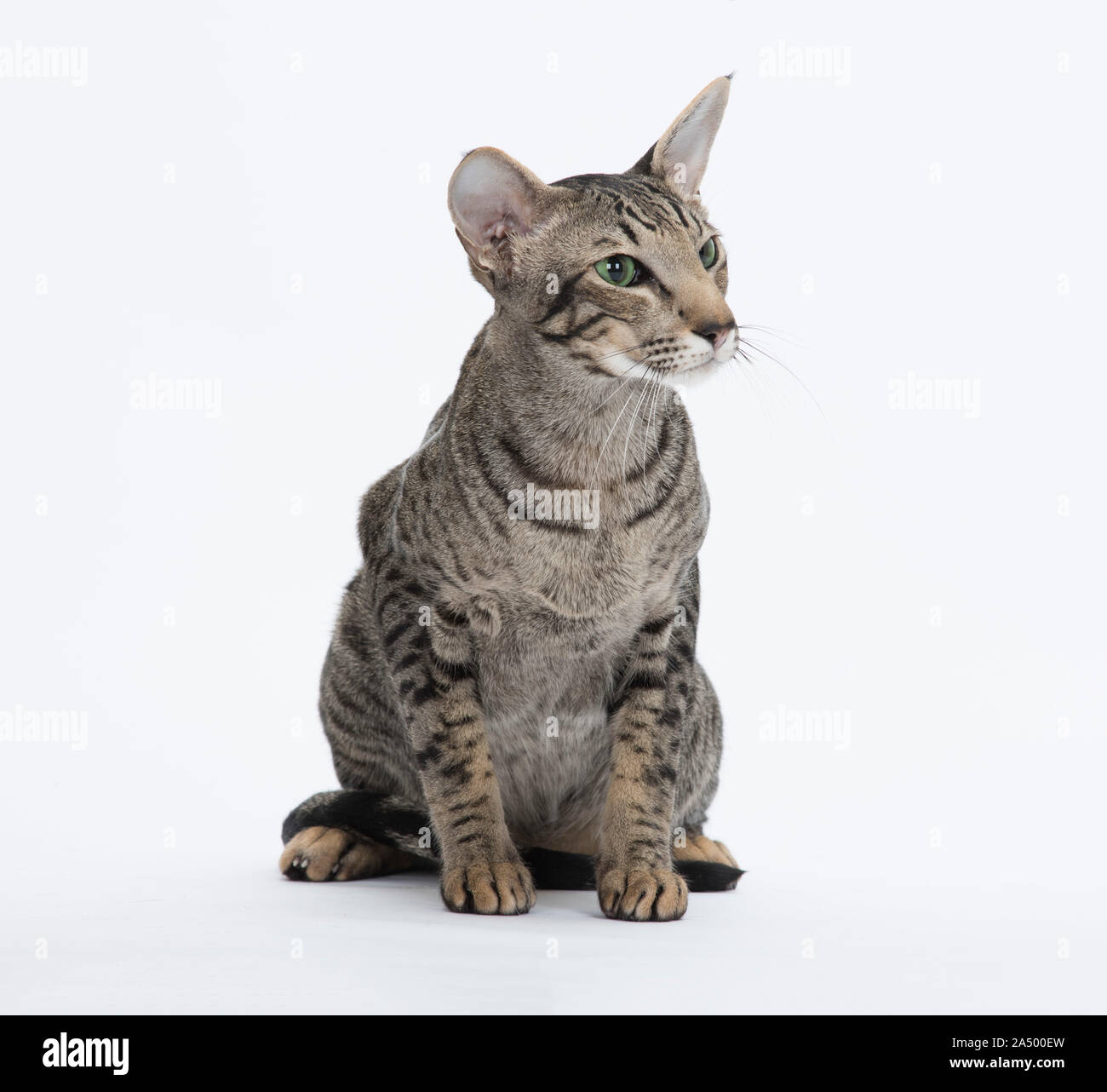 Oriental Short Hair cat, Spotted Tabby, 2 1/2 years old, Male, Stock Photo