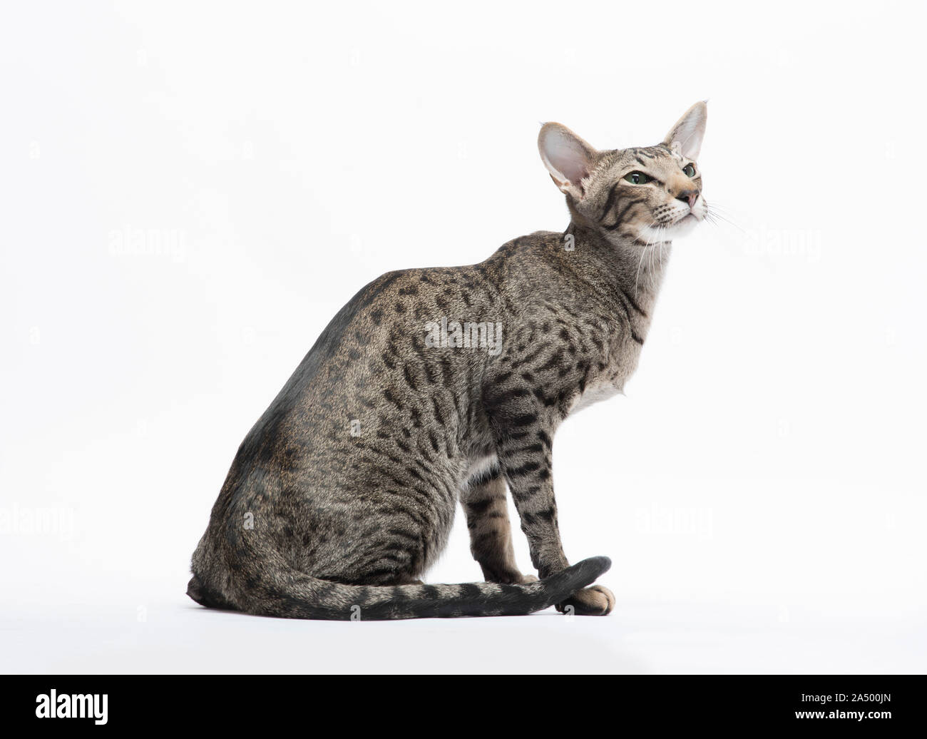 Oriental Short Hair cat, Spotted Tabby, 2 1/2 years old, Male, Stock Photo