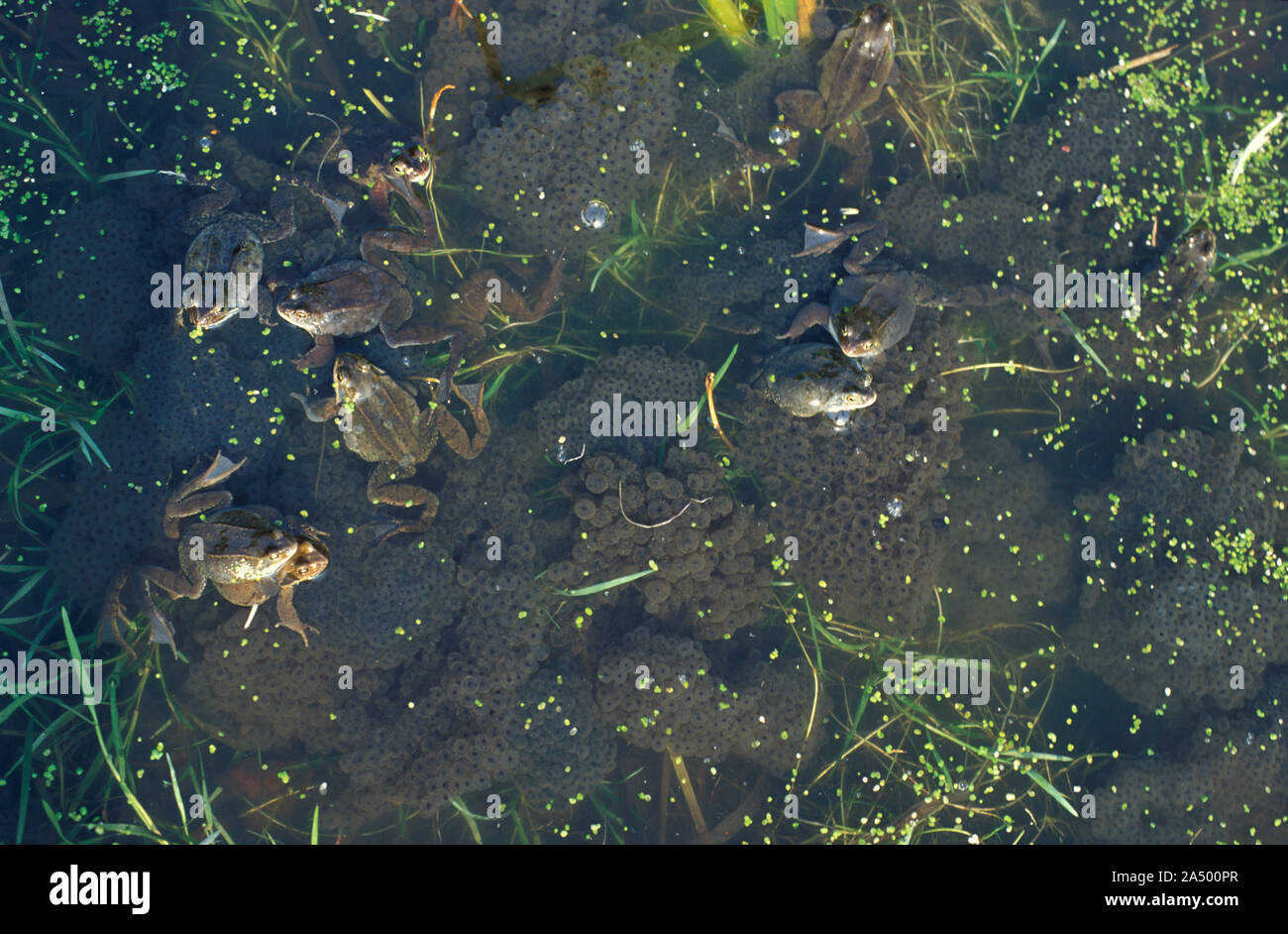 Common Frogs & Spawn, Rana Temporaria, UK, laid in pond, adults mating, group together Stock Photo