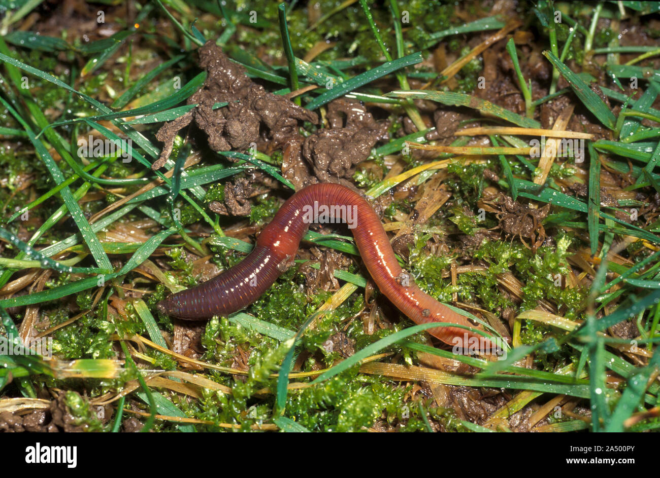 Earthworm on lawn, Lumbricus terrestris showing segments and saddle, on grass with worm casts, UK Stock Photo