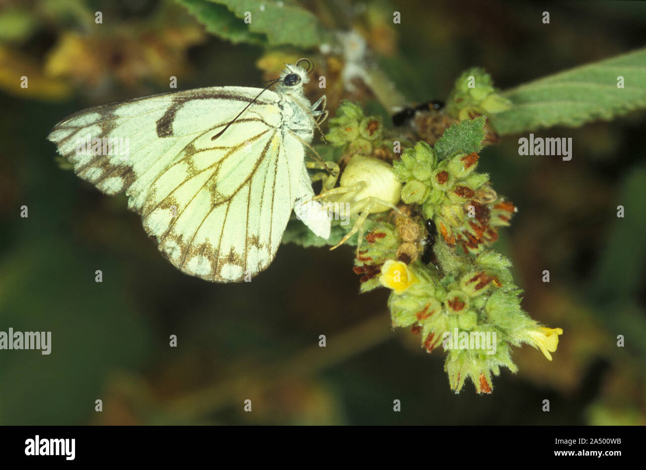 Crab spider feeding on white butterfly, Gambia, Family Thomisidae Stock