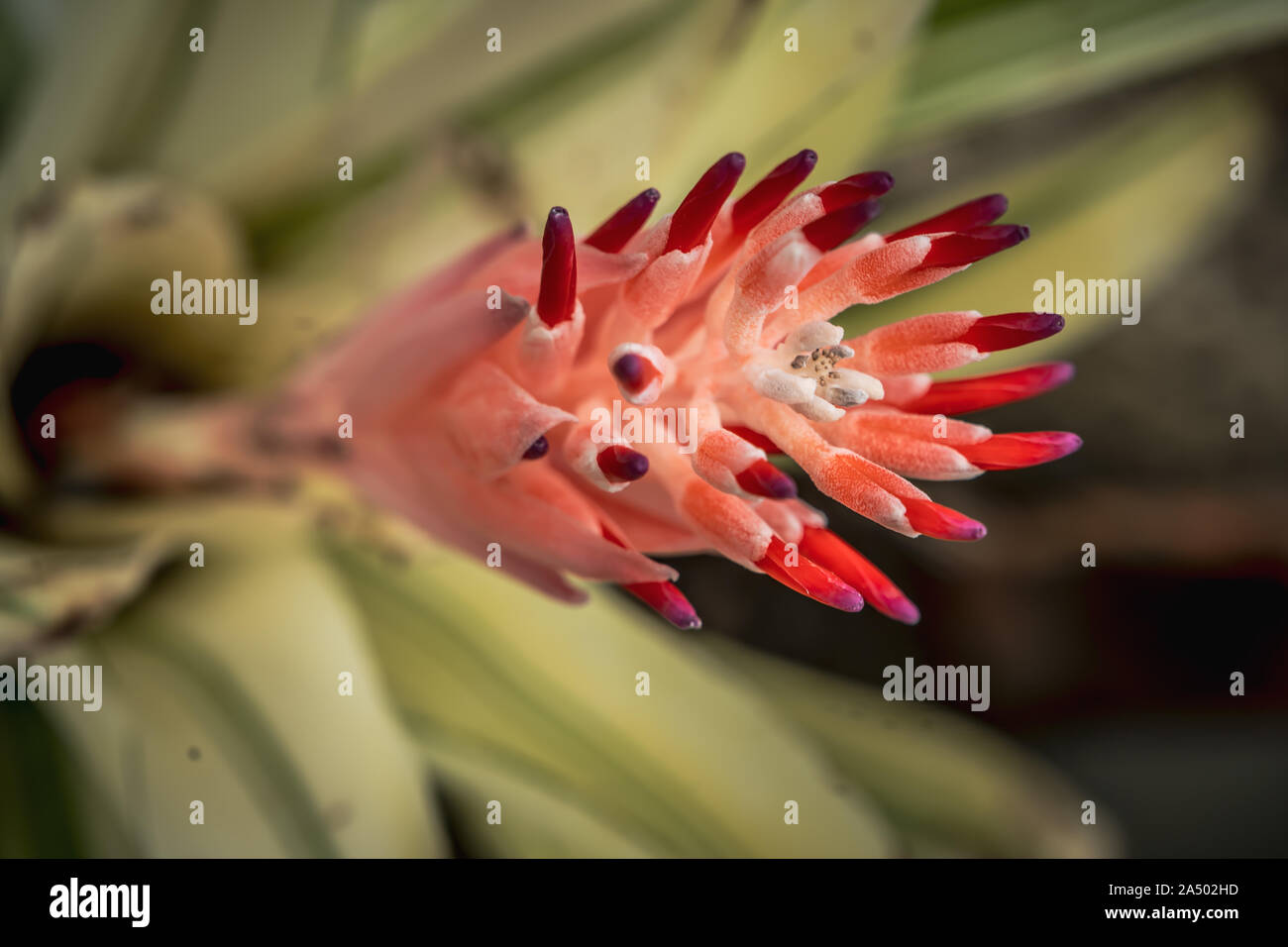 Bromeliaceae, Beautiful colorful flower in the garden Stock Photo