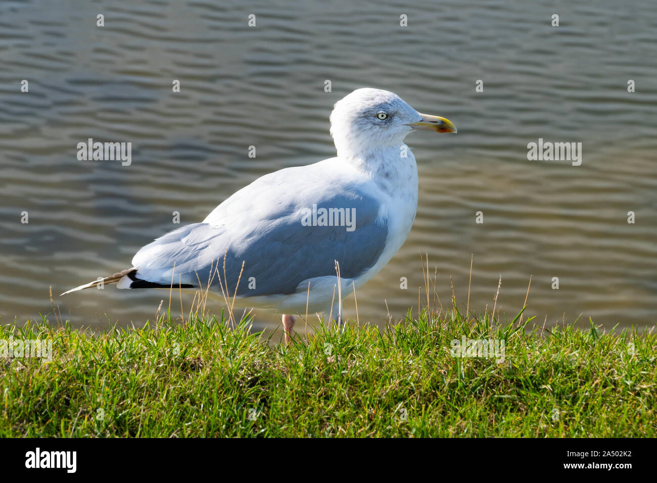 Close up of a sea gull on the green grass in the sunlight Stock Photo