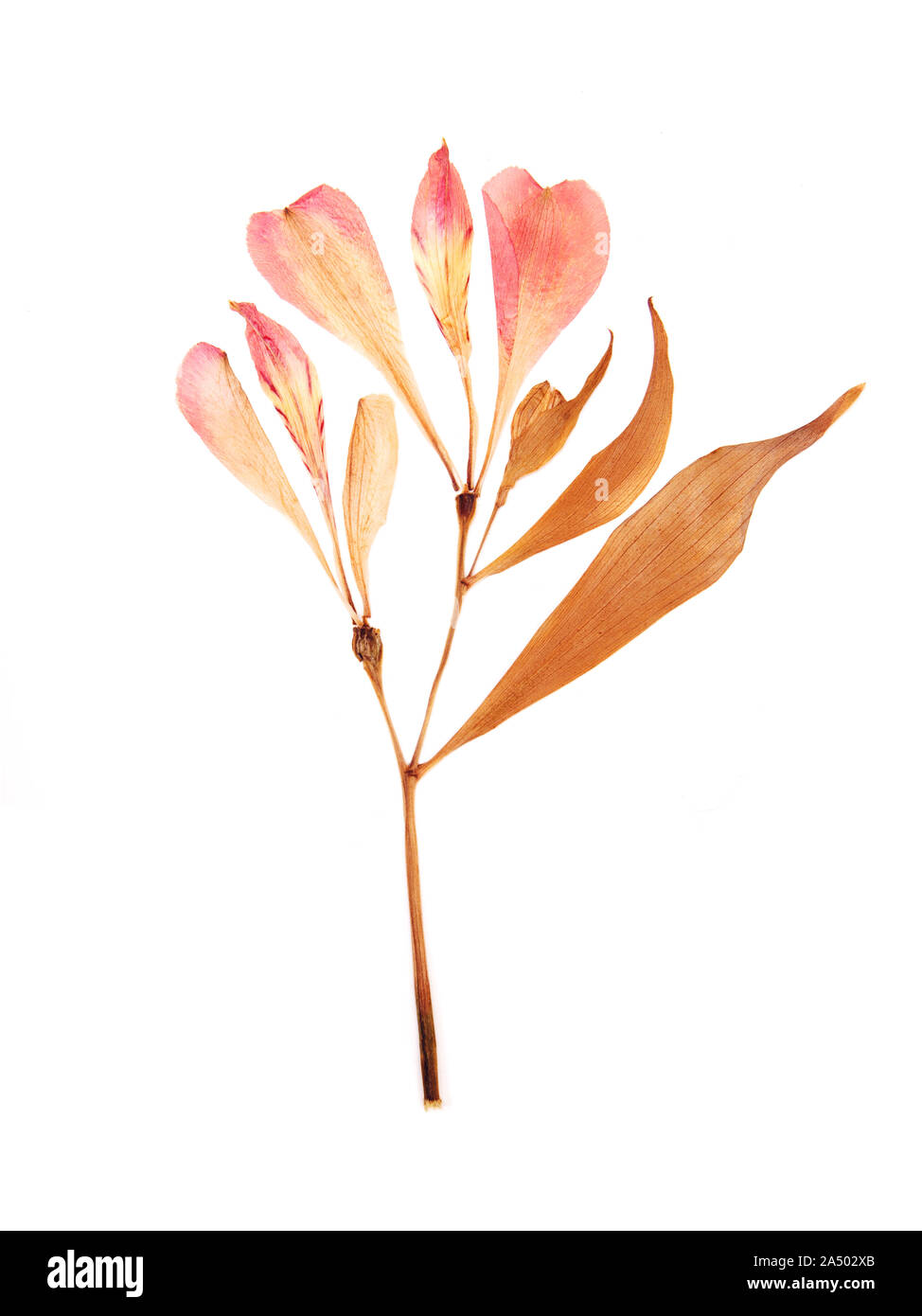 Pressed and dried summer pink flowers on a white Stock Photo