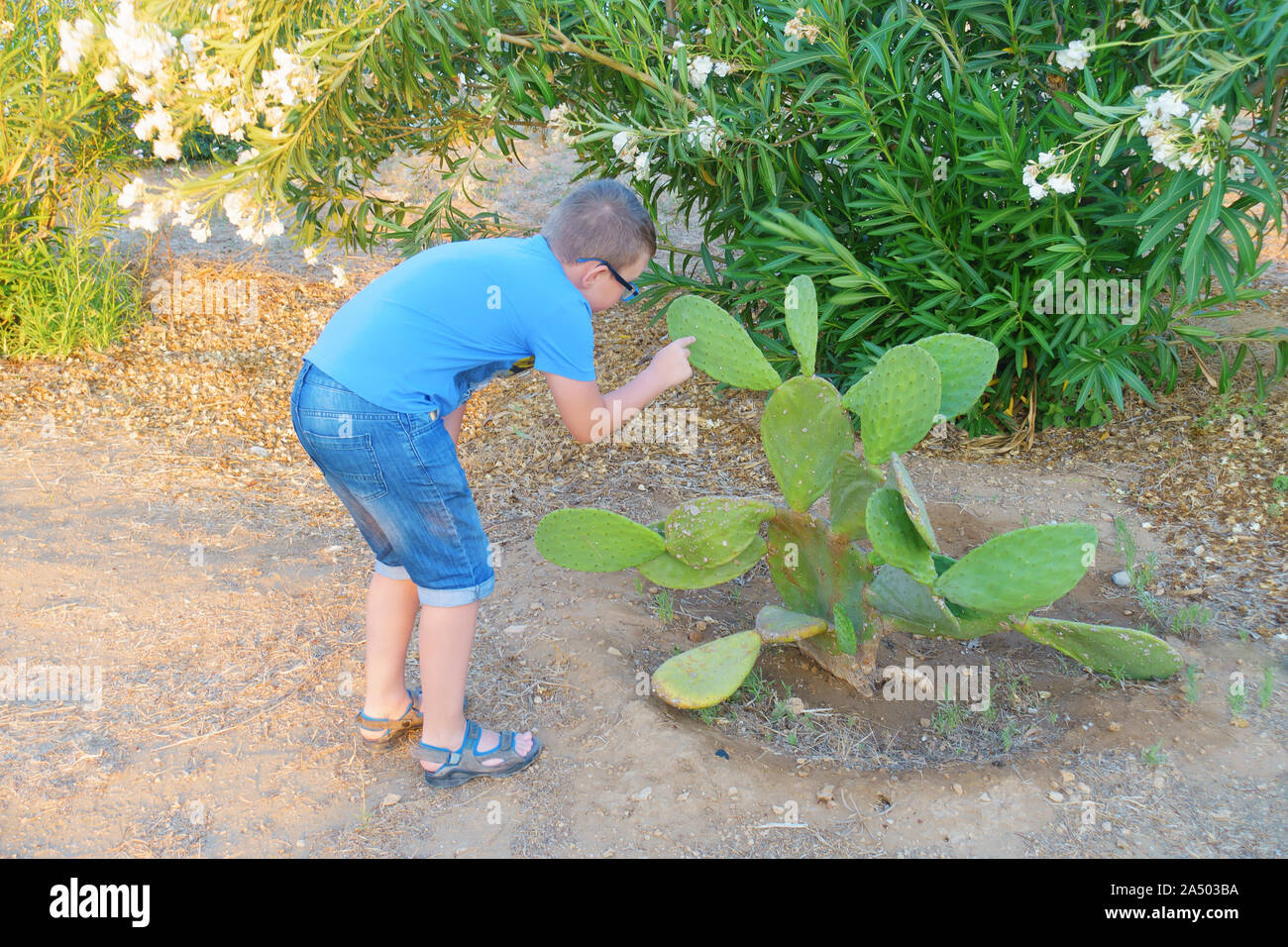 man in a hat studies a cactus plant in hot climates Stock Photo