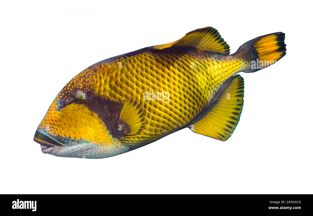 giant titan triggerfish, biggest coral reef trigger fish  isolated on white background Stock Photo