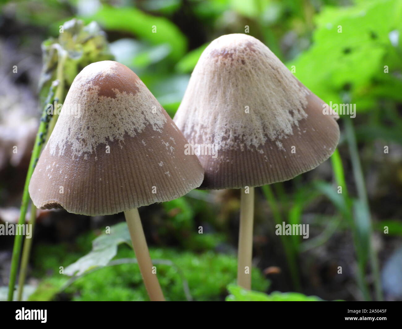 Fungal kingdom hires stock photography and images Alamy