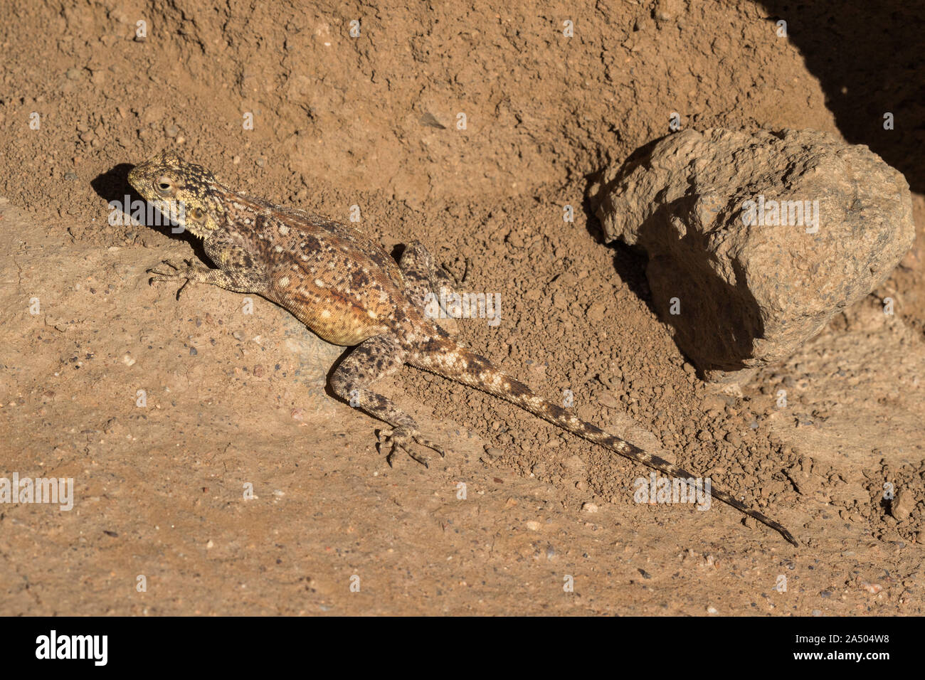 Southern rock agama (Agama atra), Namaqualand national park, Northern Cape, South Africa Stock Photo