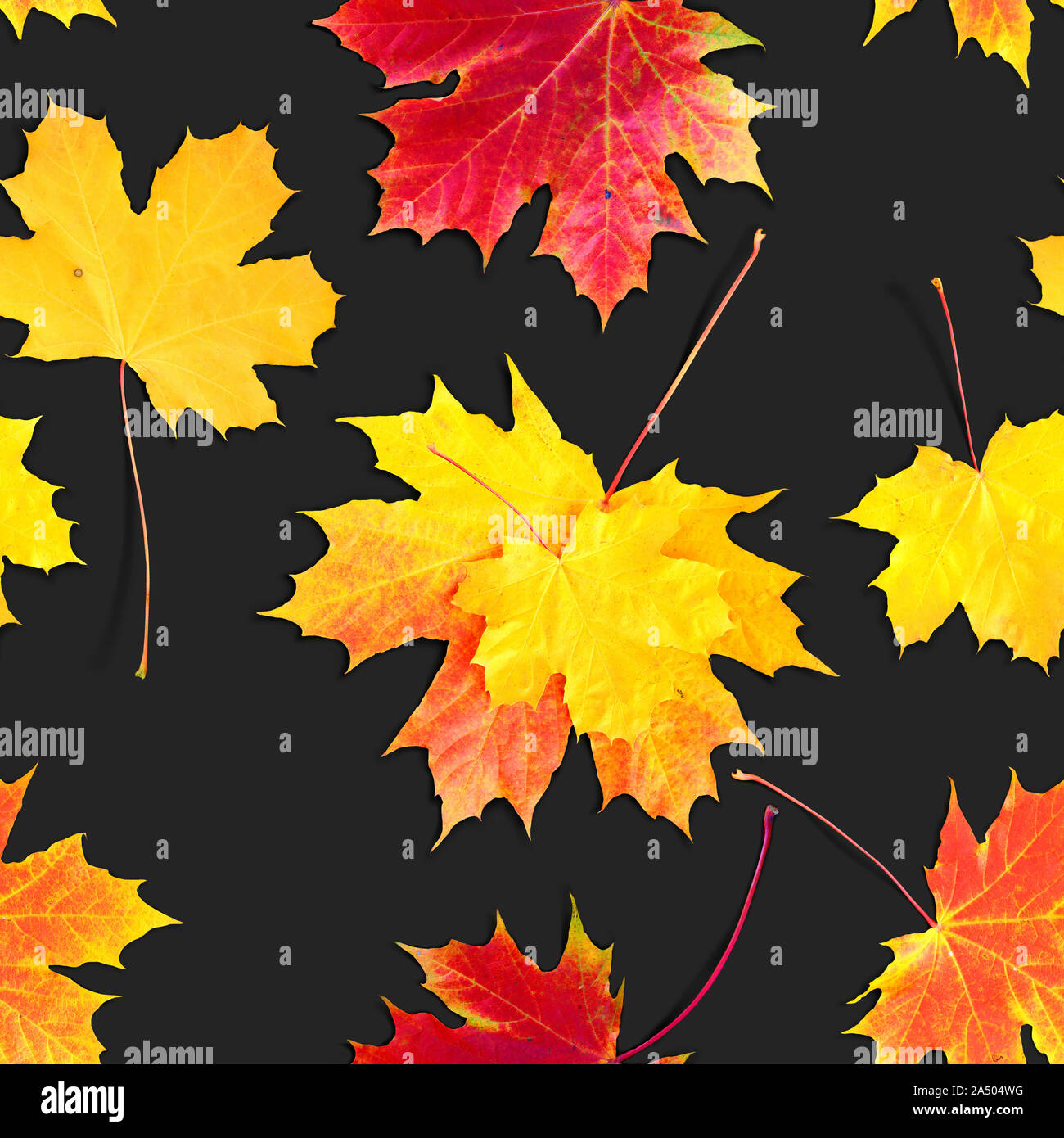 Seamless texture of yellow and red fallen autumn leaves on gray background. Stock Photo
