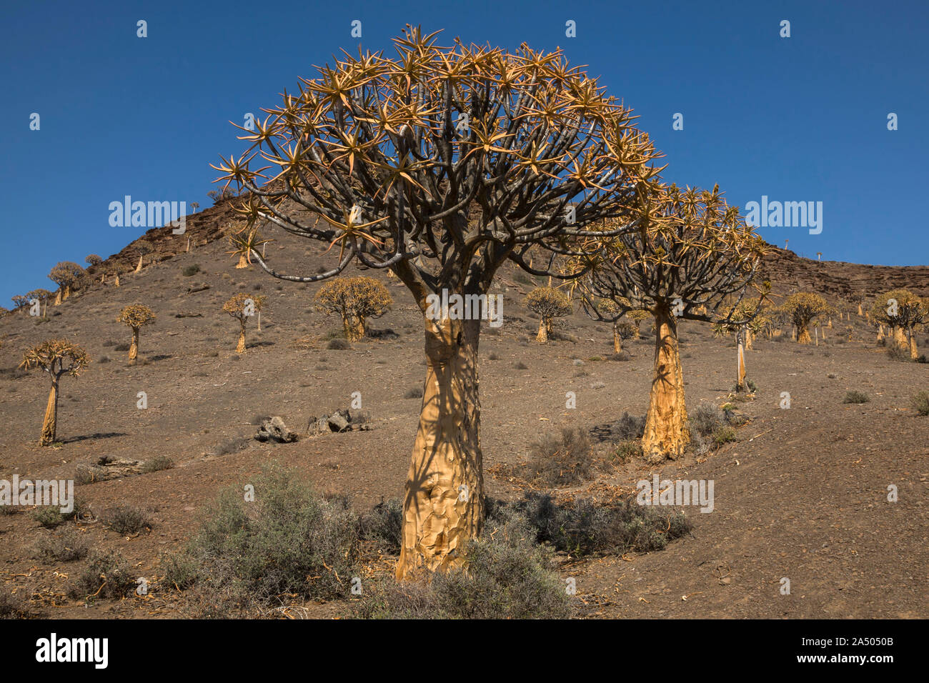 Quiver tree (Aloidendron dichotomum), near Nieuwoudtville, Northern Cape, South Africa Stock Photo