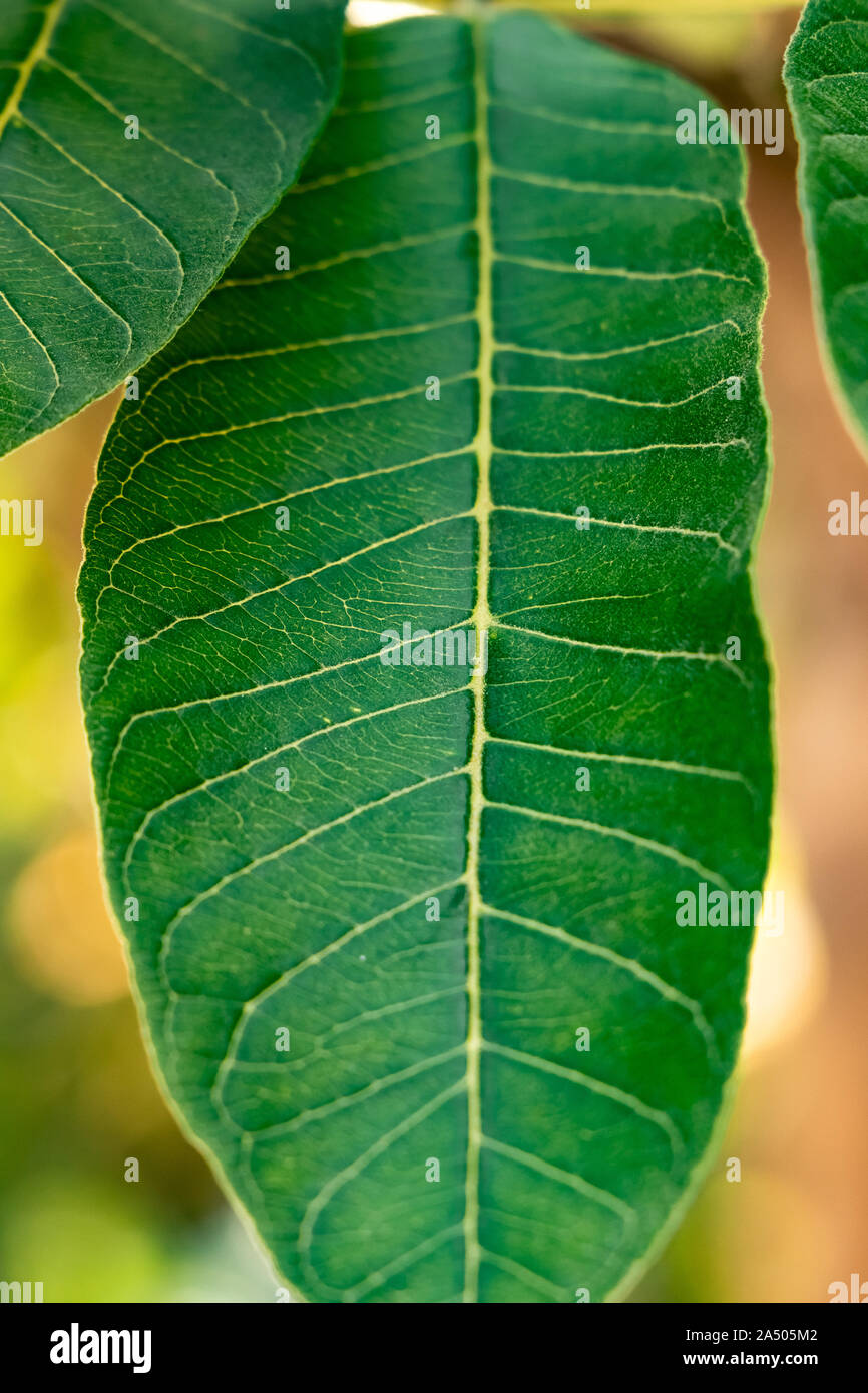 Leaf structure close shot hi-res stock photography and images - Alamy