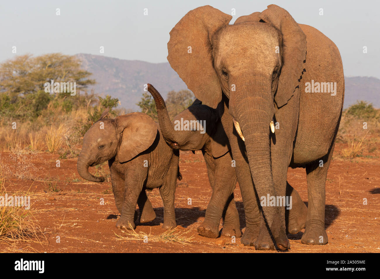 African elephants (Loxodonta africana), Zimanga game reserve, KwaZulu-Natal, South Africa Stock Photo