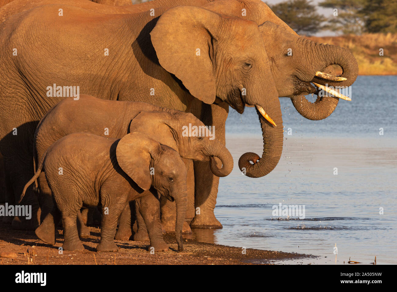 African elephants (Loxodonta africana) drinking, Zimanga game reserve, KwaZulu-Natal, South Africa Stock Photo