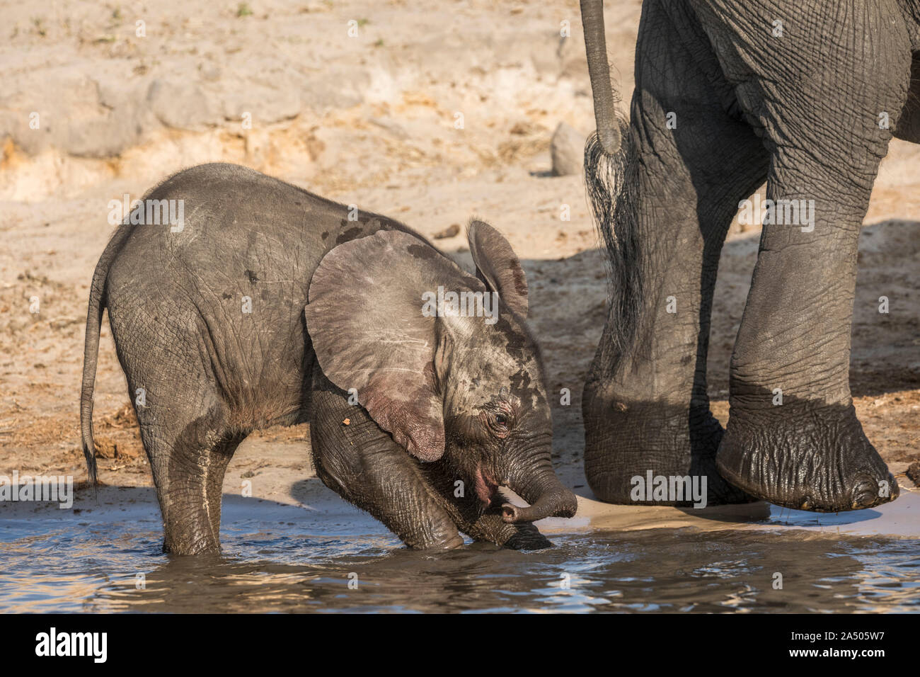 African elephant (Loxodonta africana) calf playing in water, Chobe national park, Botswana Stock Photo