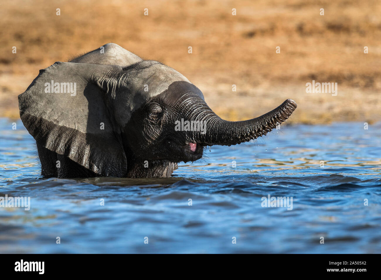 African elephant (Loxodonta africana) calf in water, Chobe national park, Botswana Stock Photo
