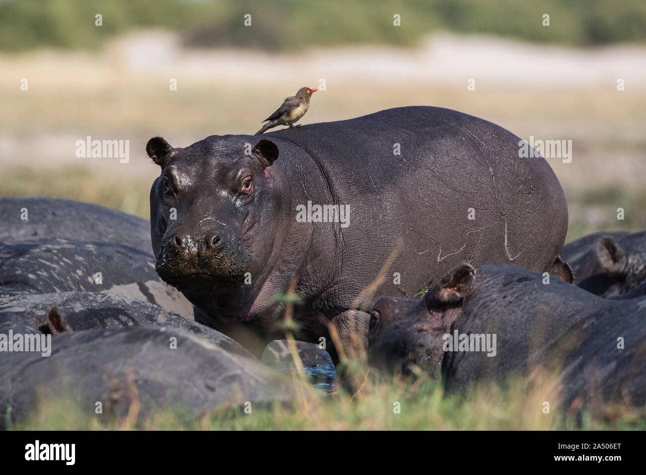 Hippo (Hippopotamus amphibius) with redbilled oxpecker, Chobe national park, Botswana Stock Photo