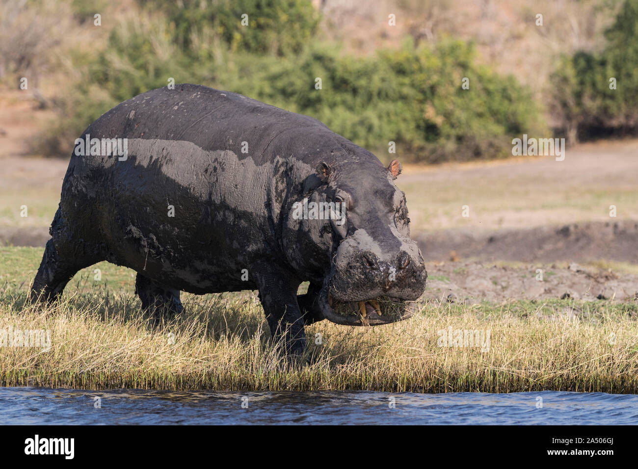 Hippo (Hippopotamus amphibius), Chobe national park, Botswana Stock Photo