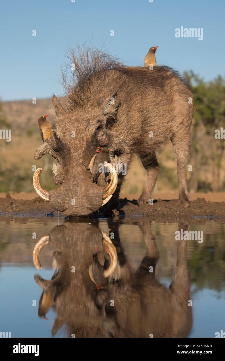 Warthog (Phacochoerus africanus) drinking, with redbilled oxpeckers (Buphagus erythrorhynchus), Zimanga game reserve, KwaZulu-Natal, South Africa Stock Photo