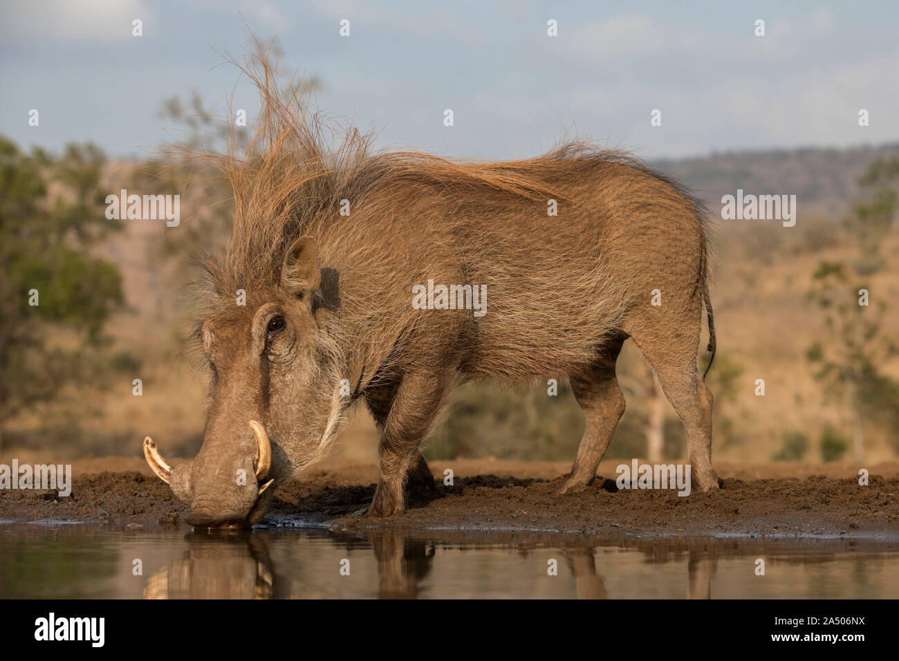 Warthog (Phacochoerus africanus) drinking, Zimanga game reserve, KwaZulu-Natal, South Africa Stock Photo