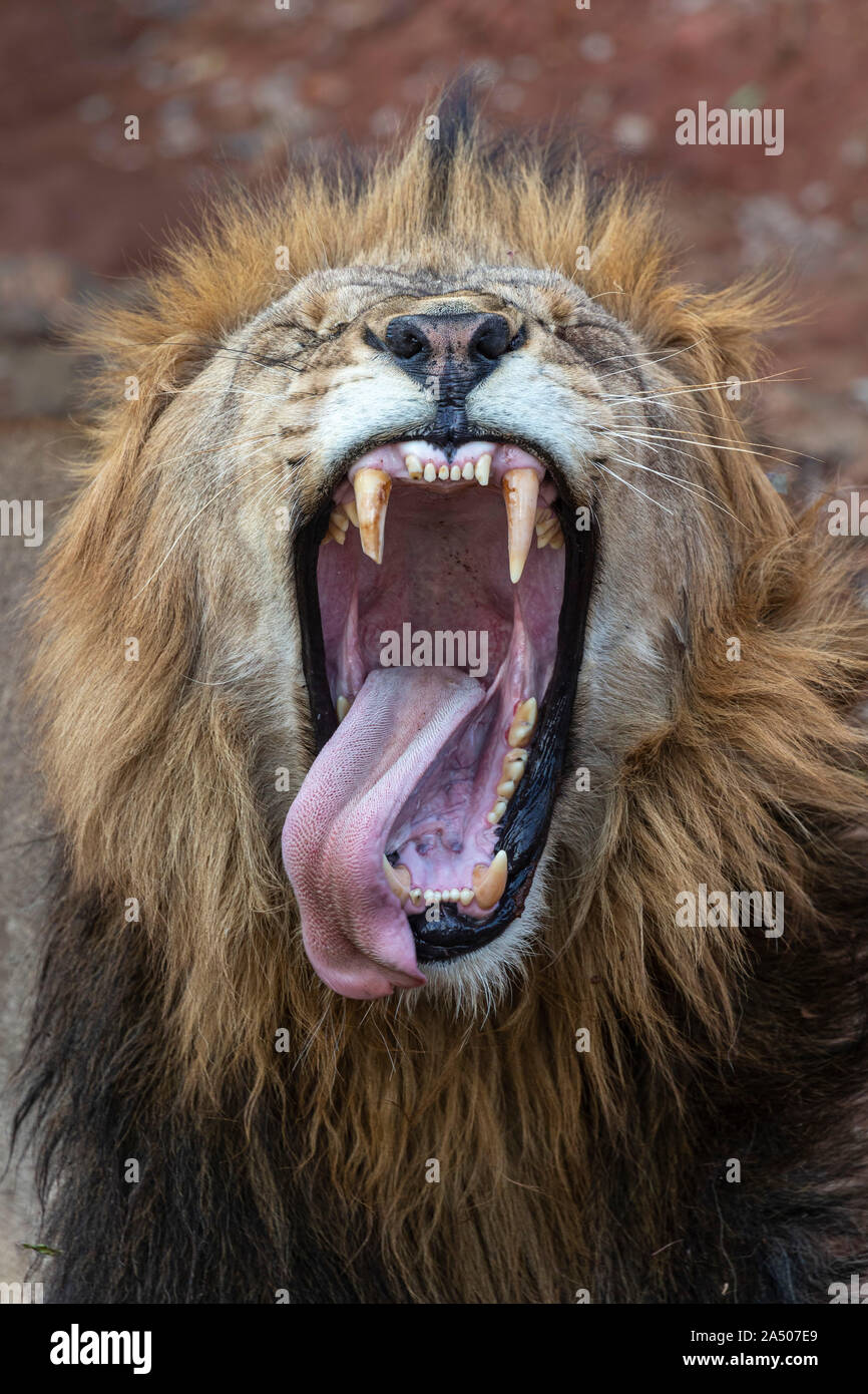 Lion (Panthera leo) yawning, Zimanga private game reserve, KwaZulu-Natal, South Africa Stock Photo