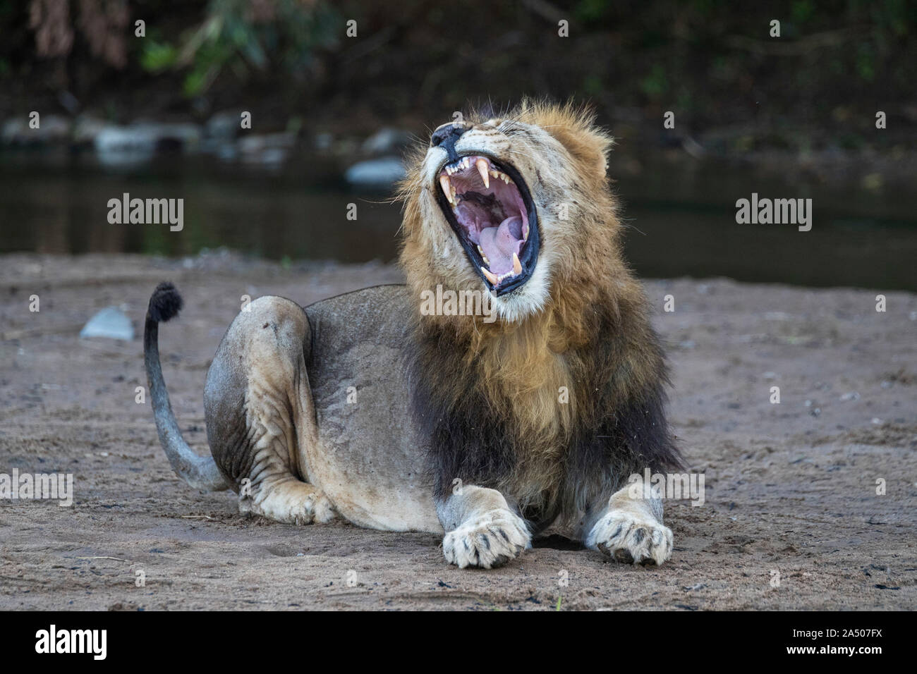 Lion (Panthera leo) yawning, Zimanga private game reserve, KwaZulu-Natal, South Africa Stock Photo