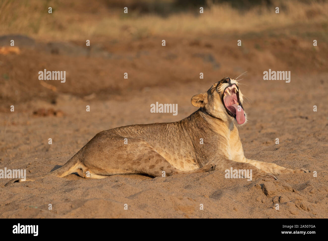 Lioness (Panthera leo) yawning, Zimanga private game reserve, KwaZulu-Natal, South Africa Stock Photo
