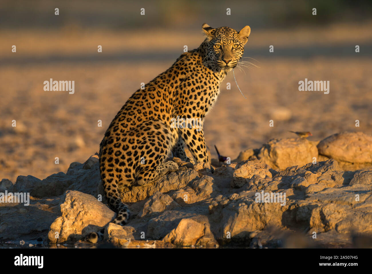 Leopard (Panthera pardus) female, Kgalagadi transfrontier park, South Africa Stock Photo