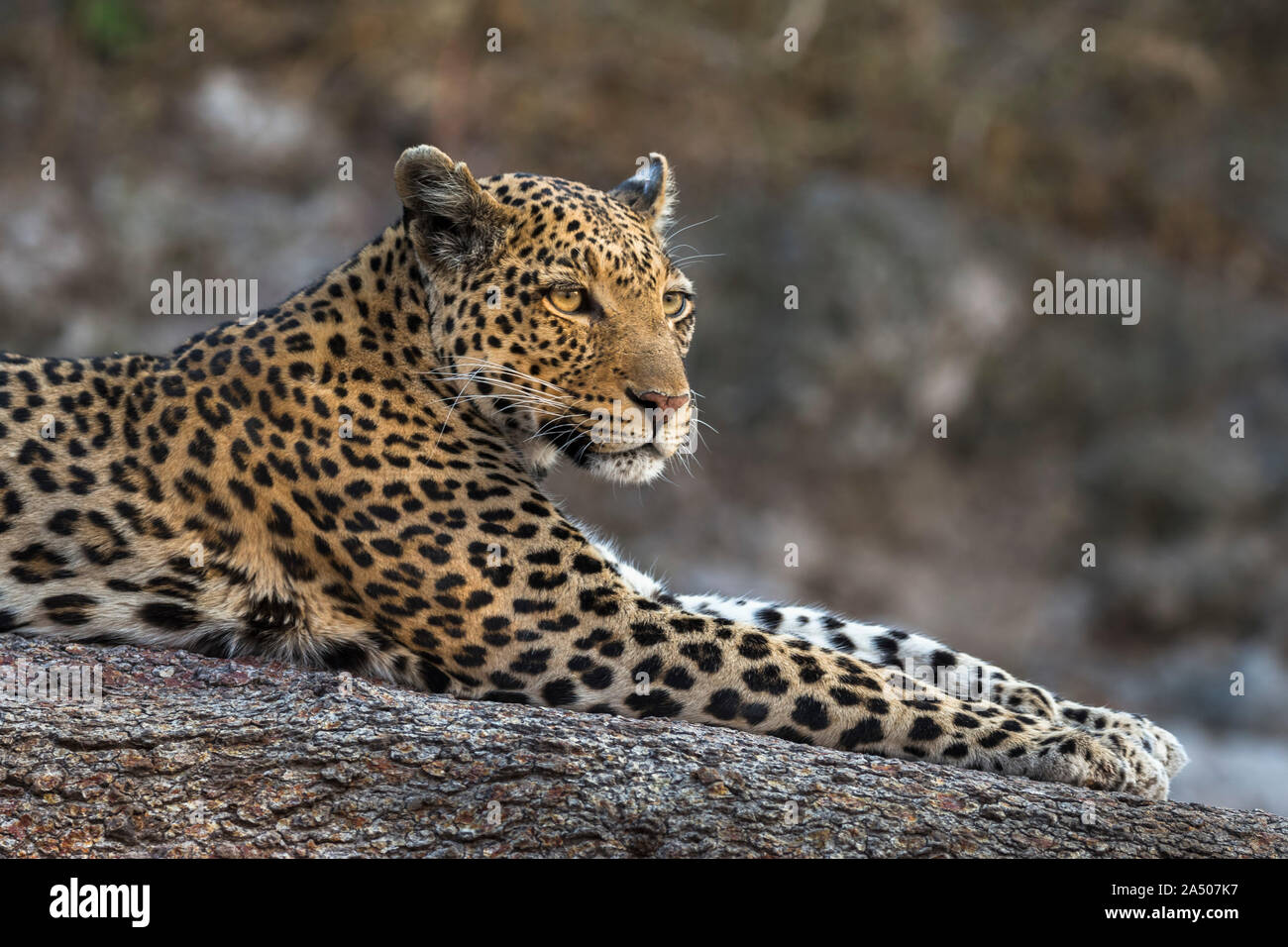 Leopard (Panthera pardus) female, Chobe national park Stock Photo