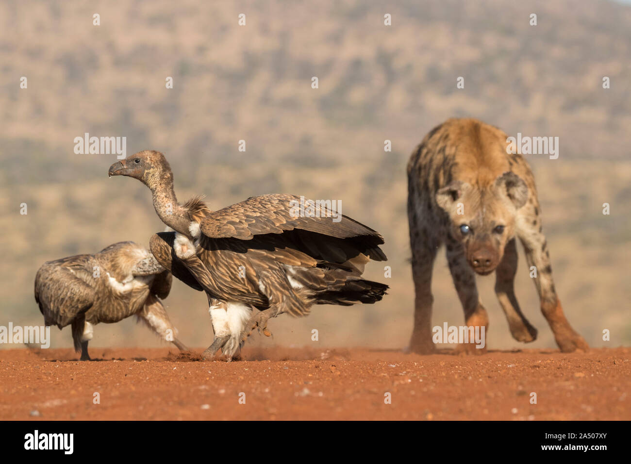 Whitebacked vulture (Gyps africanus) chased by spotted hyena, Zimanga private game reserve, KwaZulu-Natal, South Africa Stock Photo