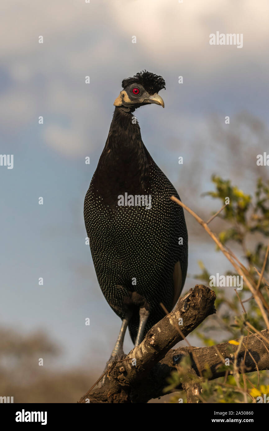 Crested guineafowl (Guttera pucherani), Zimanga game reserve, KwaZulu-Natal, South Africa Stock Photo