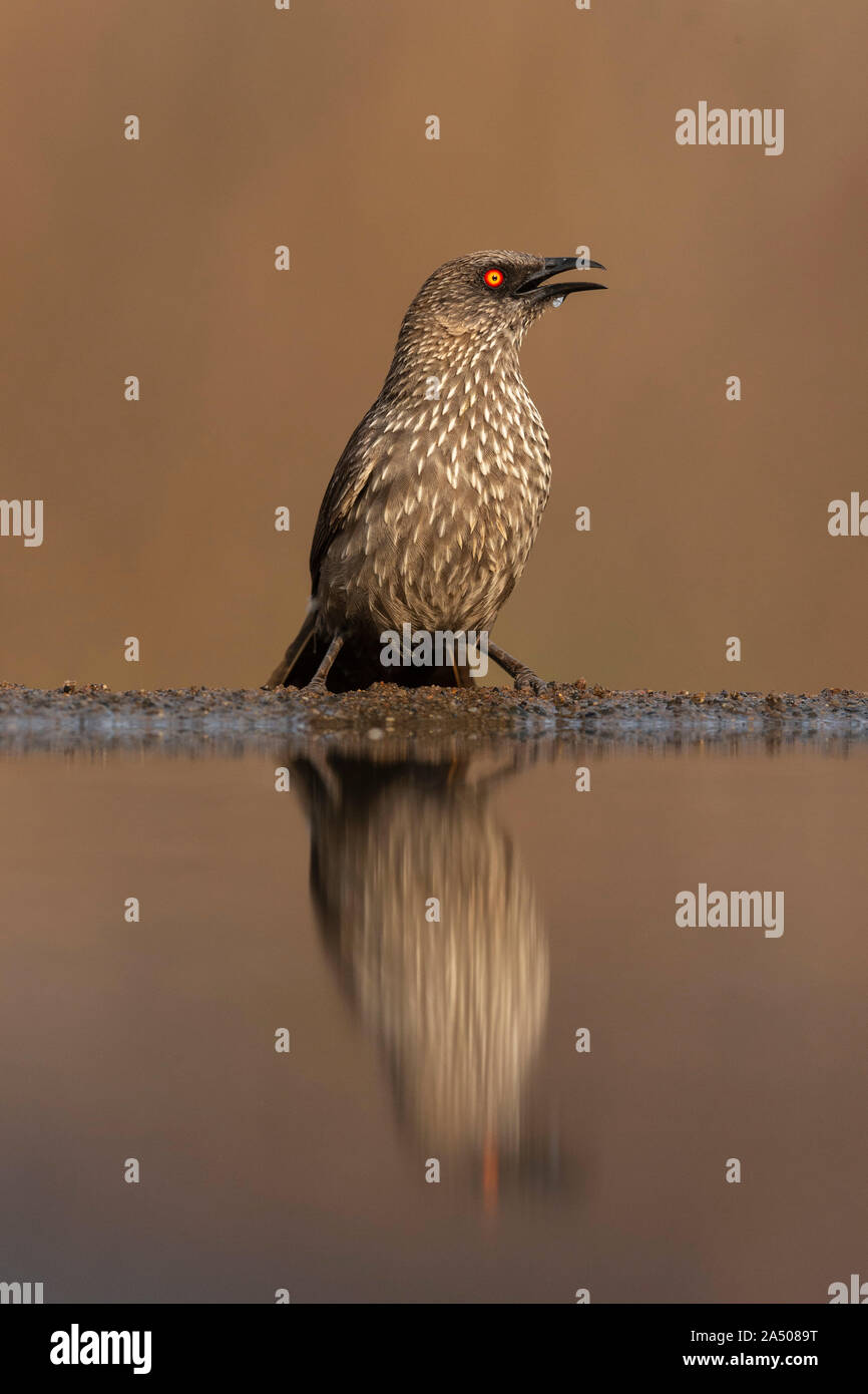 Arrow-marked babbler (Turdoides jardineii), Zimanga private game reserve, KwaZulu-Natal, South Africa Stock Photo