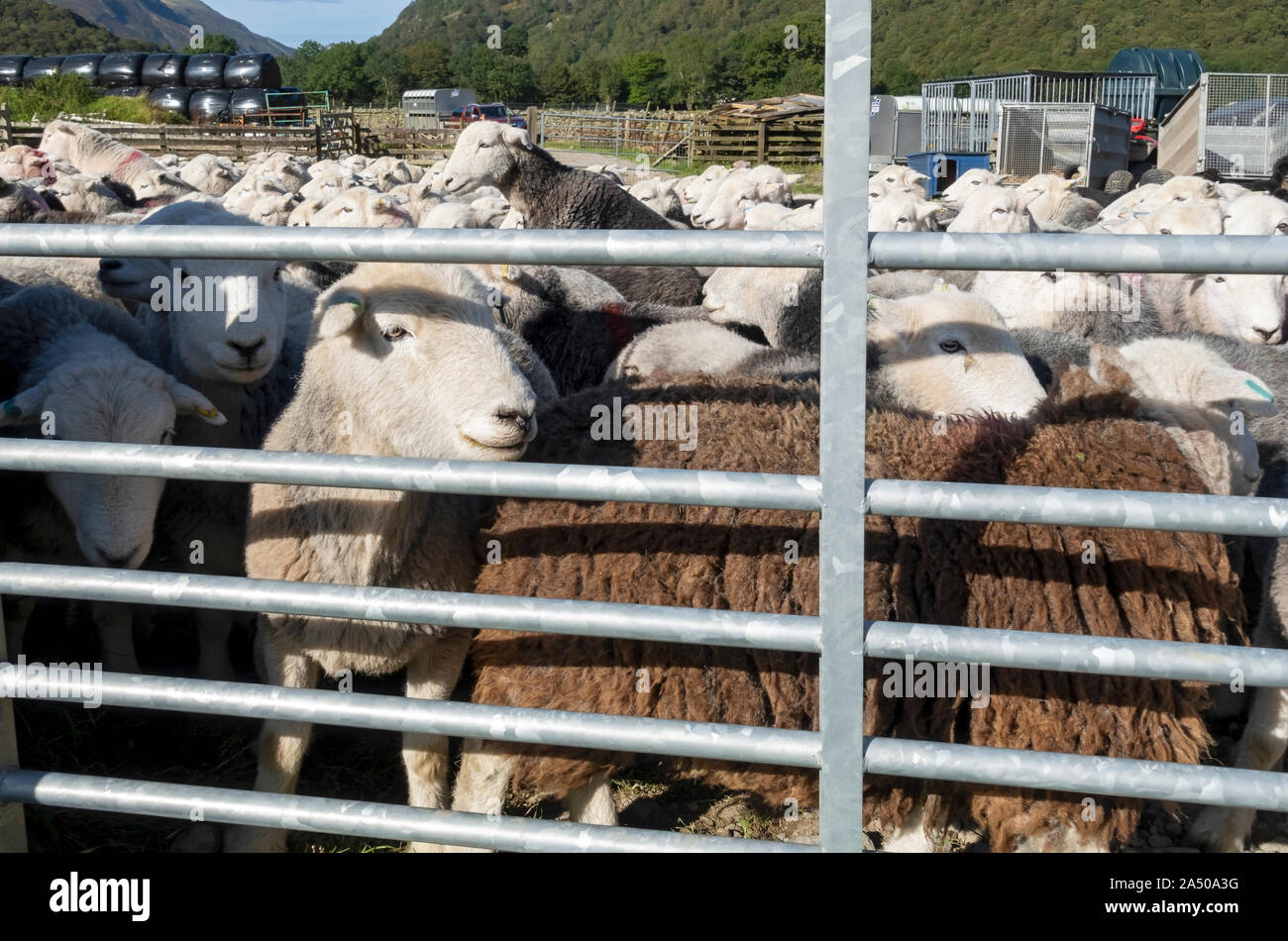 Flock of Herdwick sheep behind gate on a farm in summer Borrowdale Lake District National Park Cumbria England UK United Kingdom GB Great Britain Stock Photo