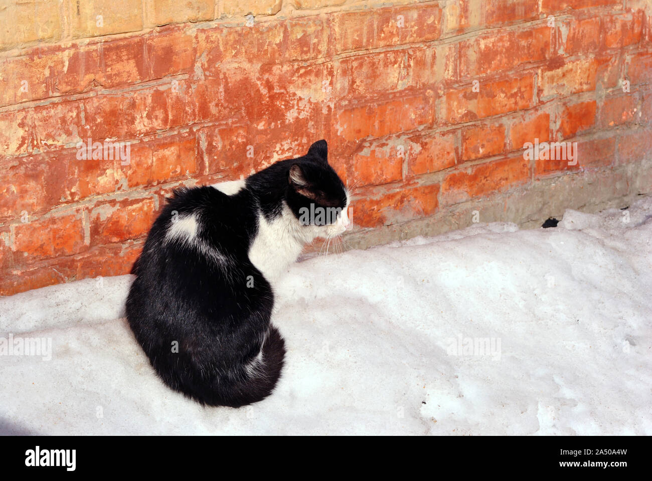 Black and white cat sitting near red brick wall on white snow, side ...