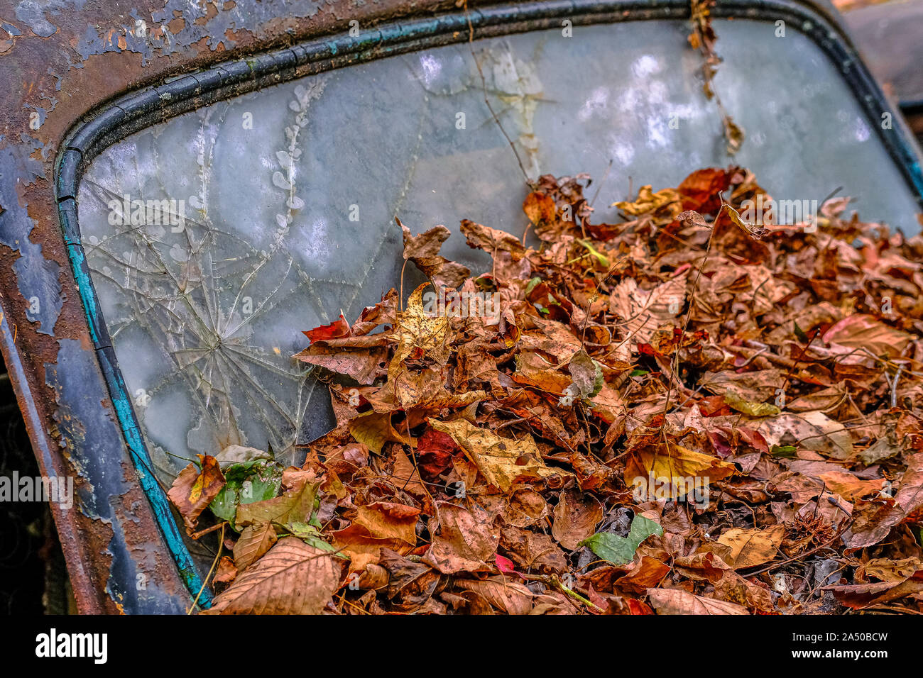 Leaves on Broken Windshield Stock Photo