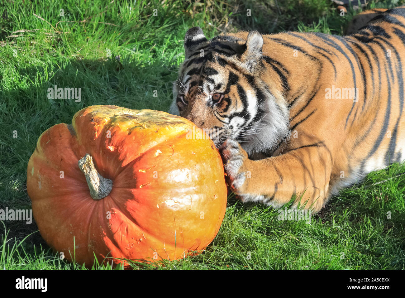 London, UK. 17th Oct, 2019. Sumatran tiger Asim, a critically endangered species, (Panthera tigris sondaica) gets his paws on a giant ghoulish pumpkin and smaller pumpkins with meaty treats inside. Lemurs, pygmy hippos and tigers are all getting into the Halloween spirit, as ZSL London Zoo counts down to a week of fiendish family fun for half-term. Credit: Imageplotter/Alamy Live News Stock Photo