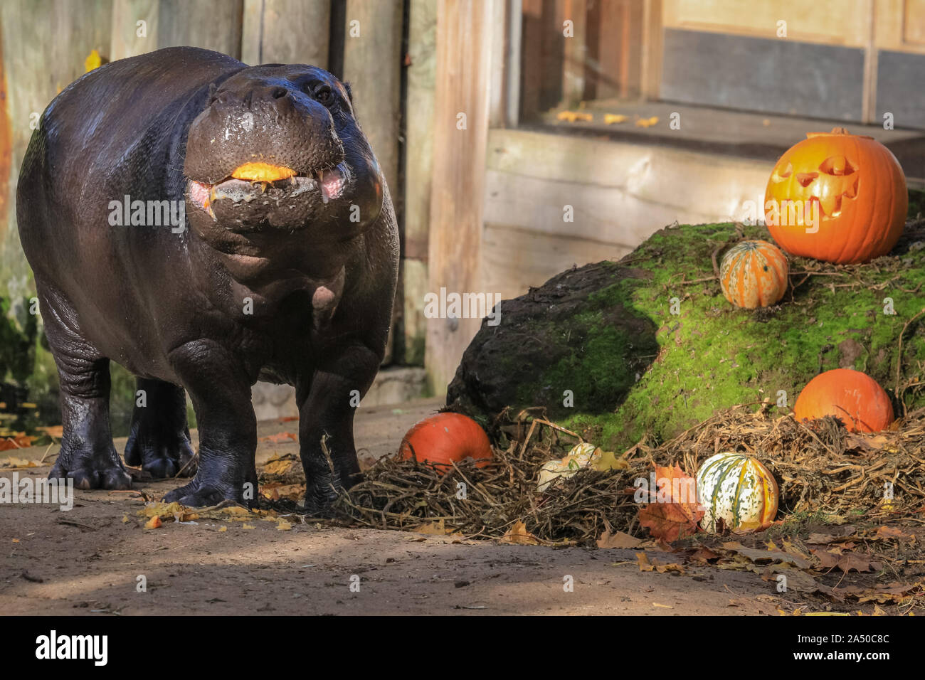 Hippopotamus Eating Zoo High Resolution Stock Photography And Images Alamy
